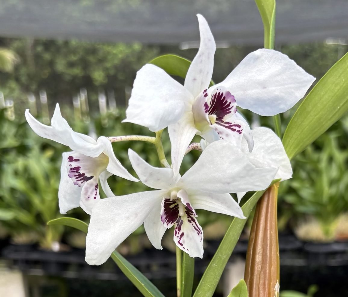 2 Latouria Dendrobiums — 2 Latouria Dendrobiums
