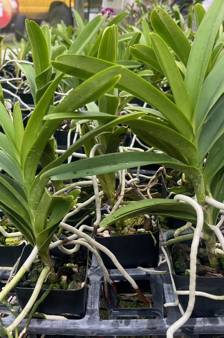 Aranda Blue Giant — Aranda Blue Giant
