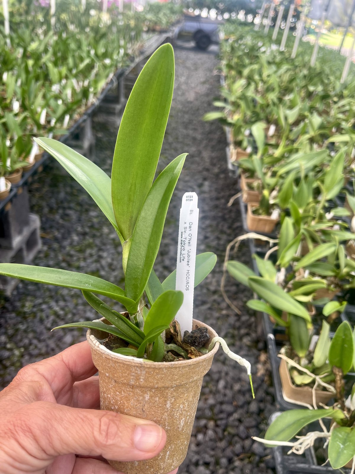 Blc. Dano ONeil Jubilee x Slc. Tokyo Life 2plant — Blc. Dano ONeil Jubilee x Slc. Tokyo Life 2plant