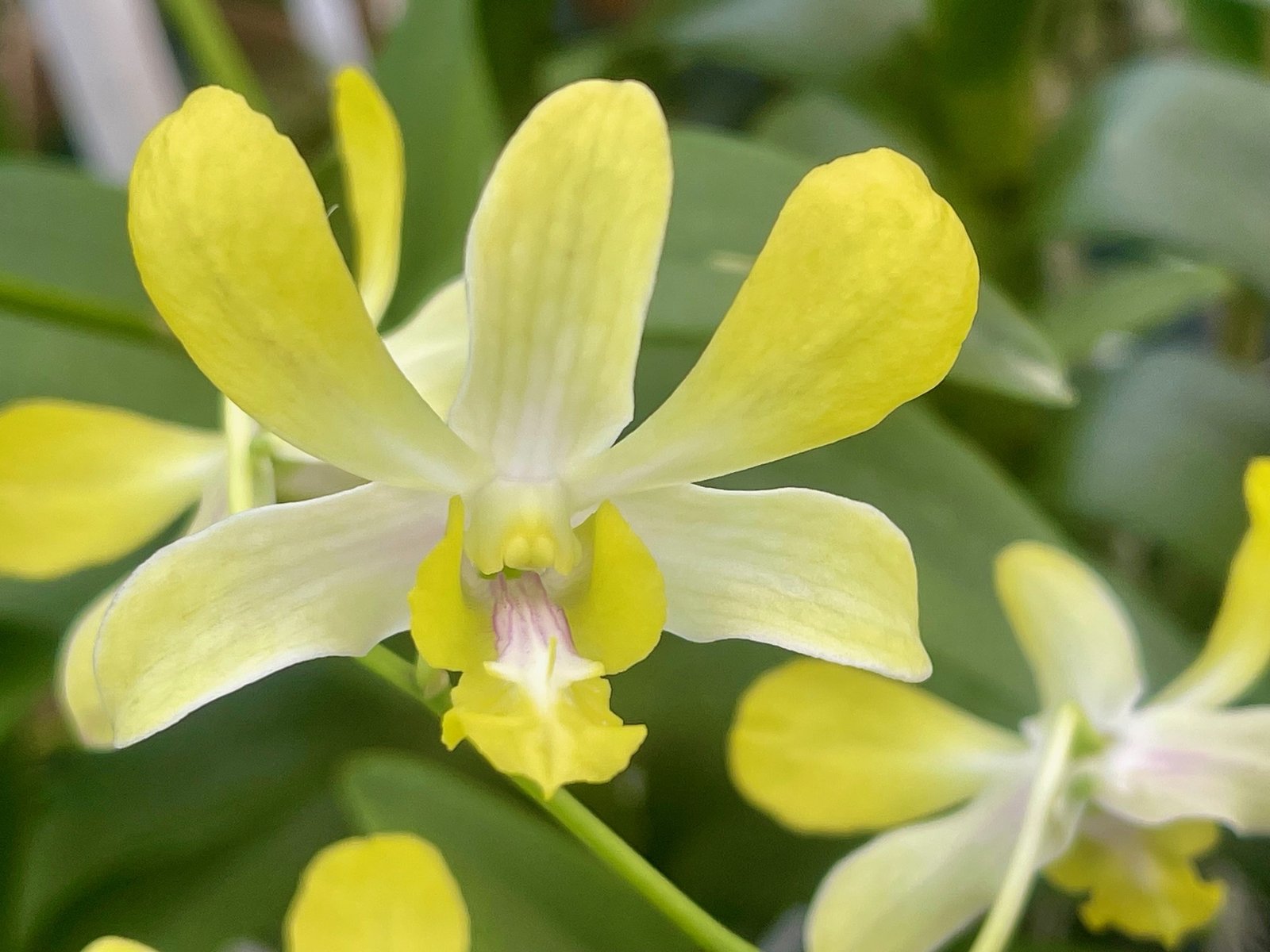 Den. Airy Alowan flower — Den. Airy Alowan flower