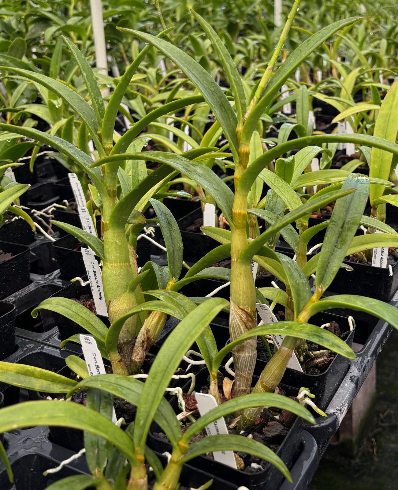 Den. Banana Ancheng — Den. Banana Ancheng