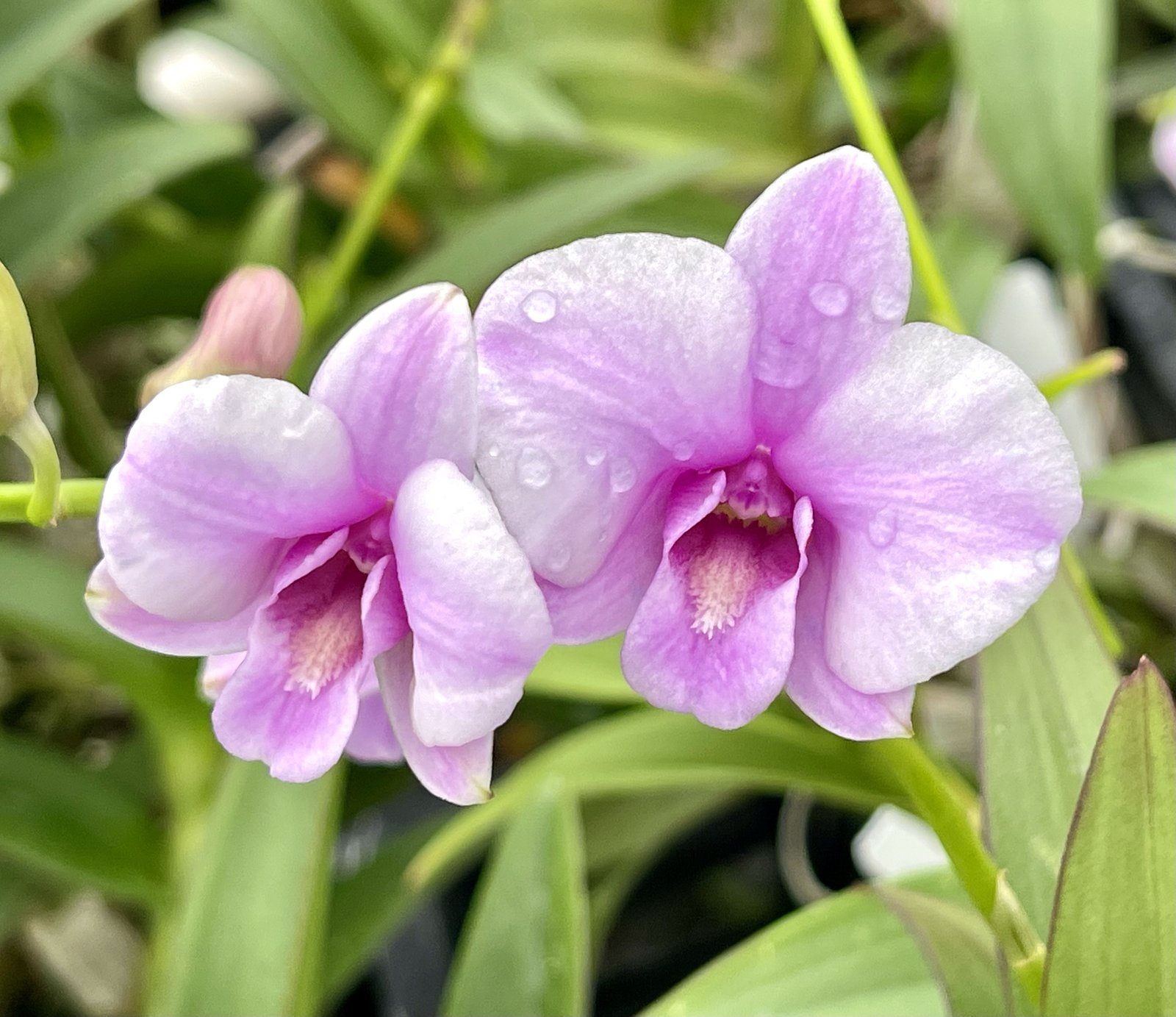 Den. bigibbum — Den. bigibbum