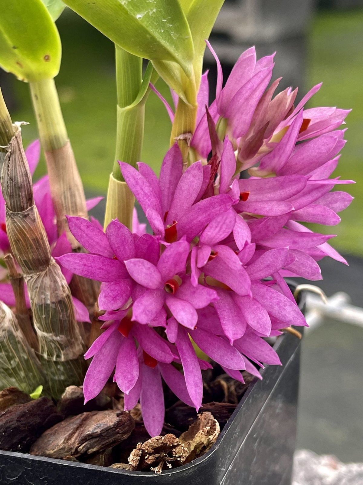 Den. bracteosum x tanii — Den. bracteosum x tanii