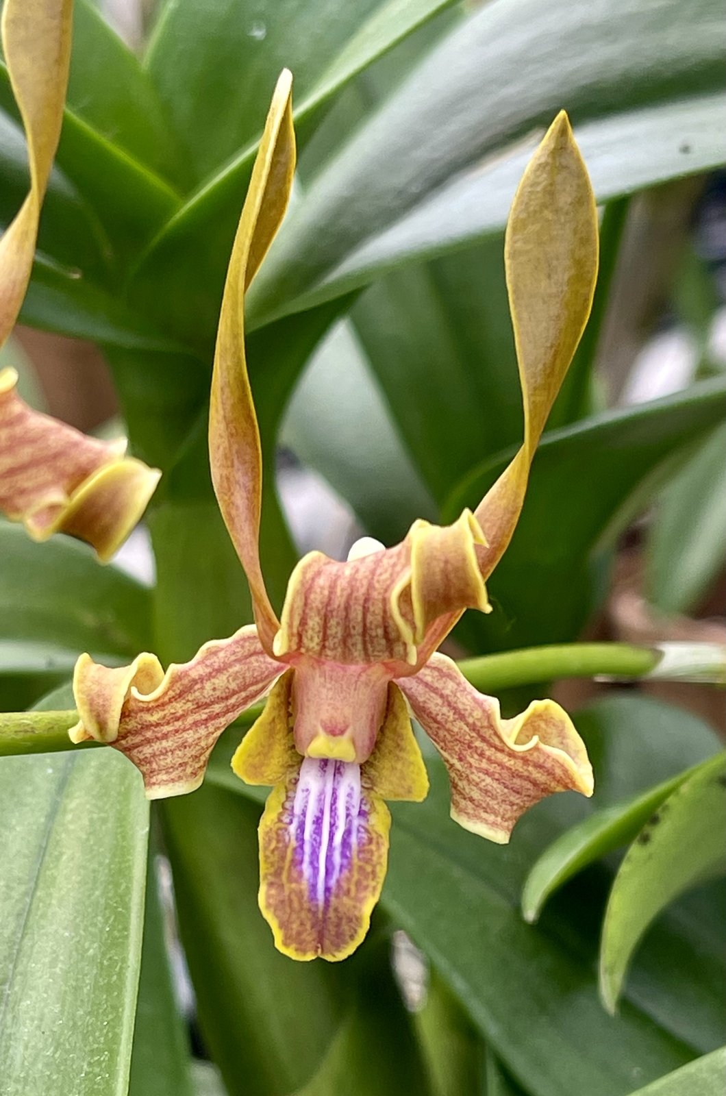 Den. Butterscotch Ube '808 Orchids' — Den. Butterscotch Ube '808 Orchids'
