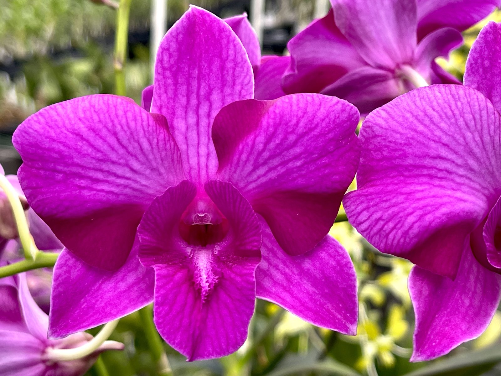 Den. Classic Kalapana Purple Splash 1 — Den. Classic Kalapana Purple Splash 1