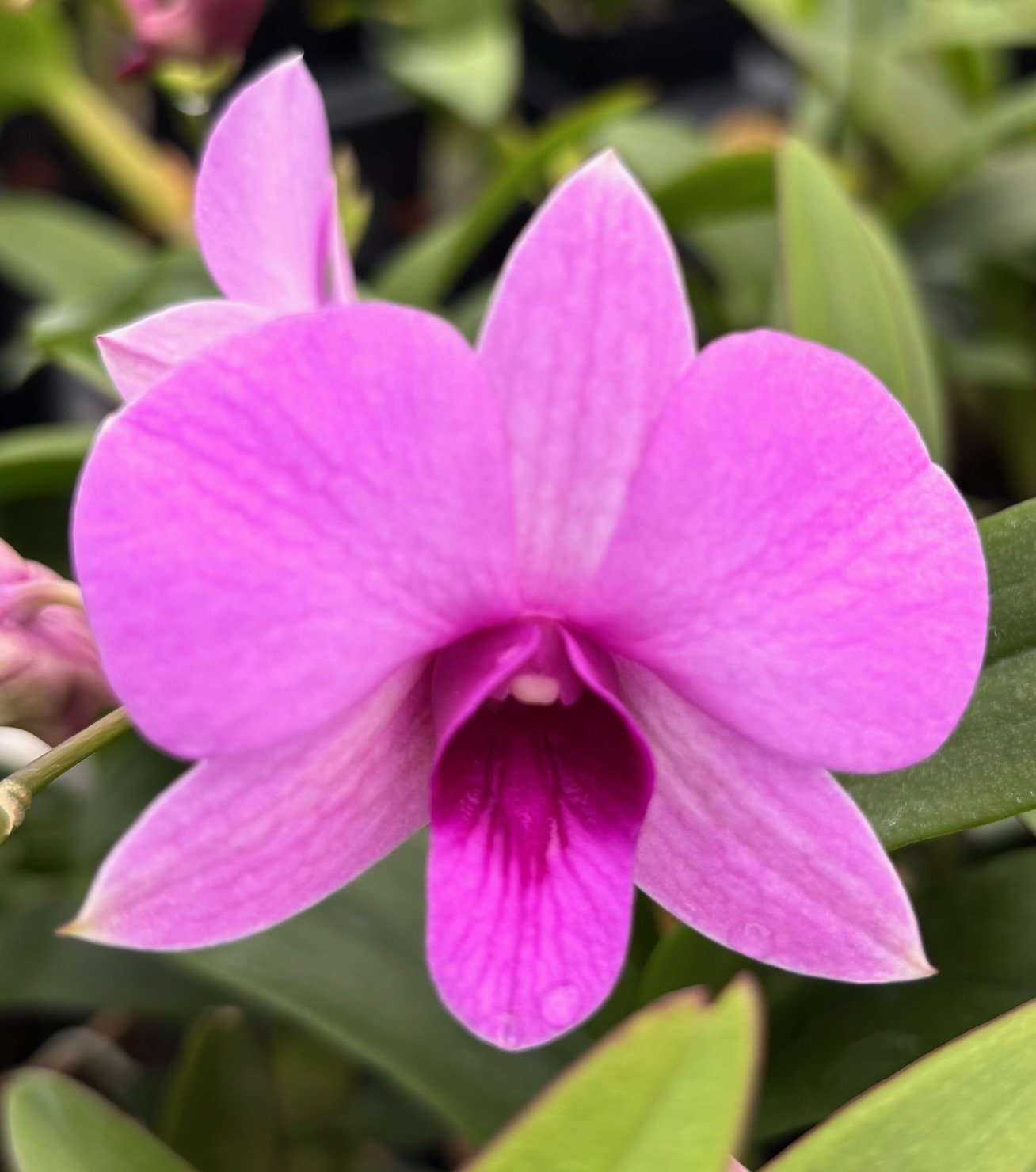 Den. Enobi Hybrid — Den. Enobi Hybrid