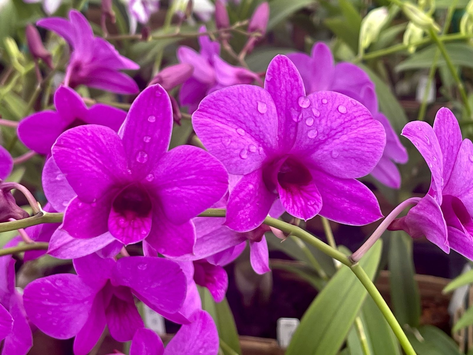Den. Enobi Purple ' Little Plum' 3 — Den. Enobi Purple ' Little Plum' 3