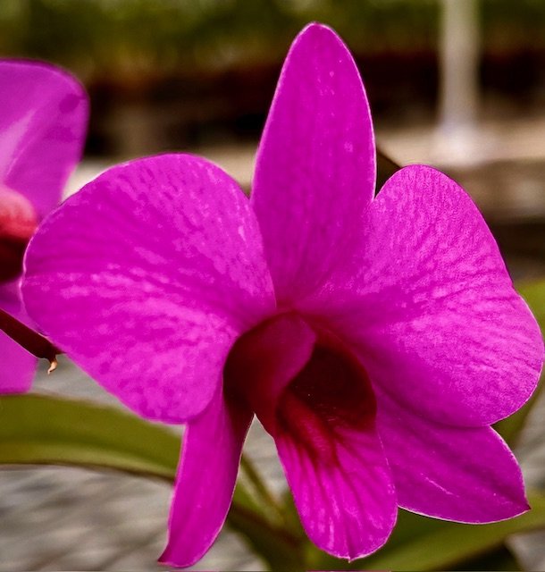 Den. Enobi Purple Little Plum — photo 2