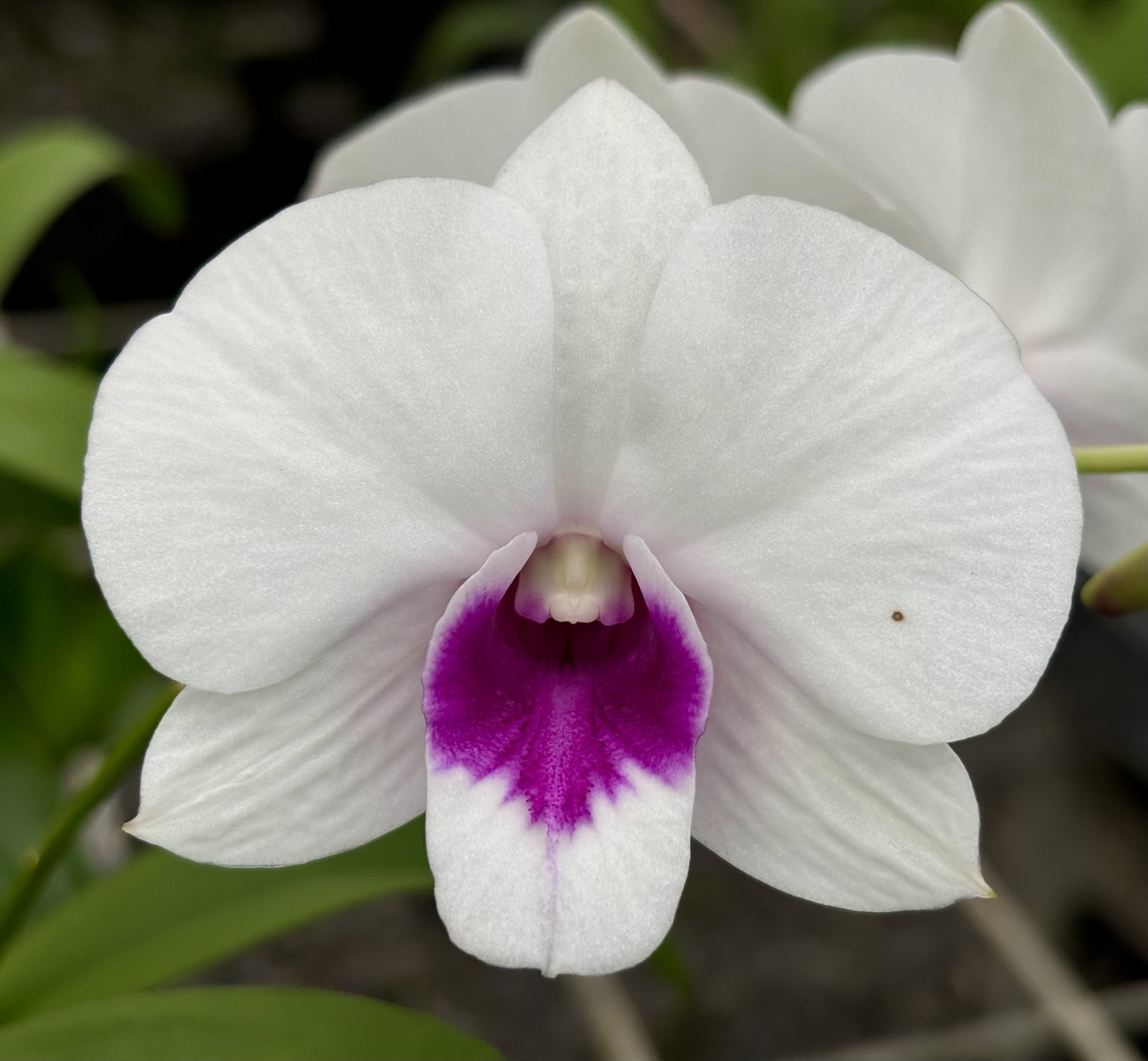 Den. Exotic White SPlash x White Caress 1 1 — Den. Exotic White SPlash x White Caress 1 1