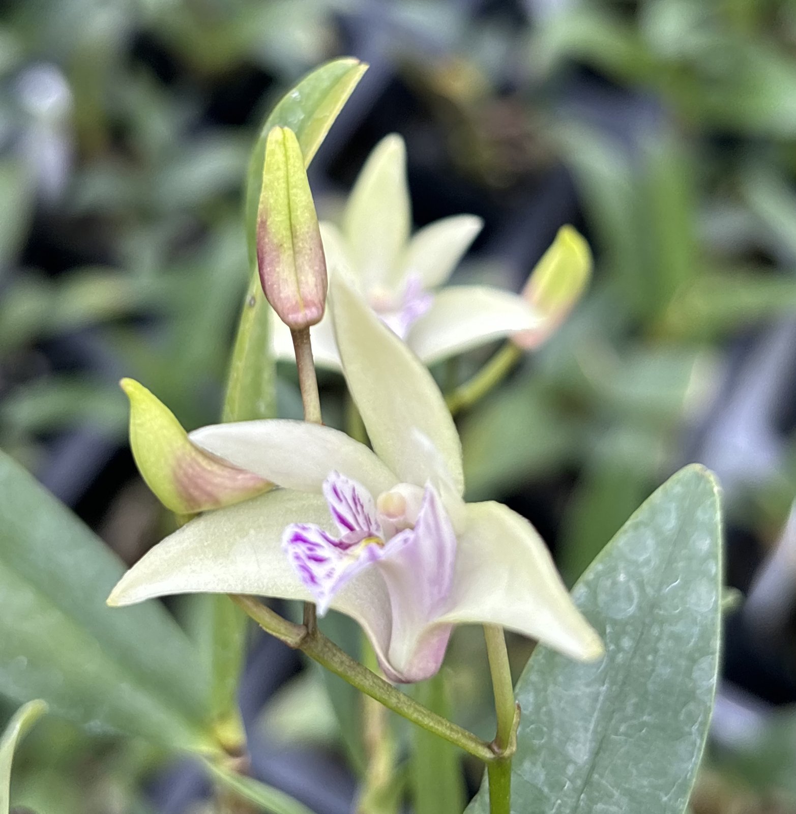 Den. Hamana Smile ' Early Bird' 4 — Den. Hamana Smile ' Early Bird' 4