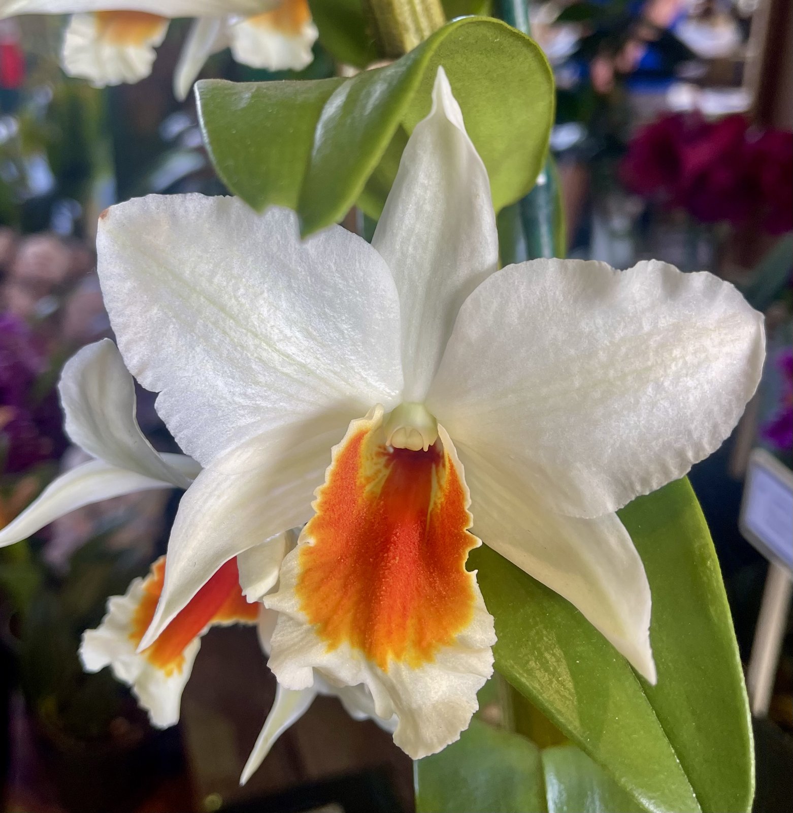 Den. Judith Nakayama — Den. Judith Nakayama