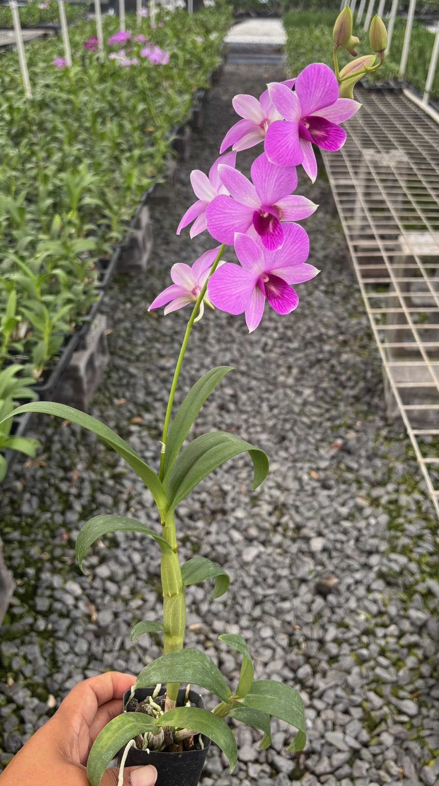 Den. Kalapana Butterflies 808 Orchids 2 1 — Den. Kalapana Butterflies 808 Orchids 2 1