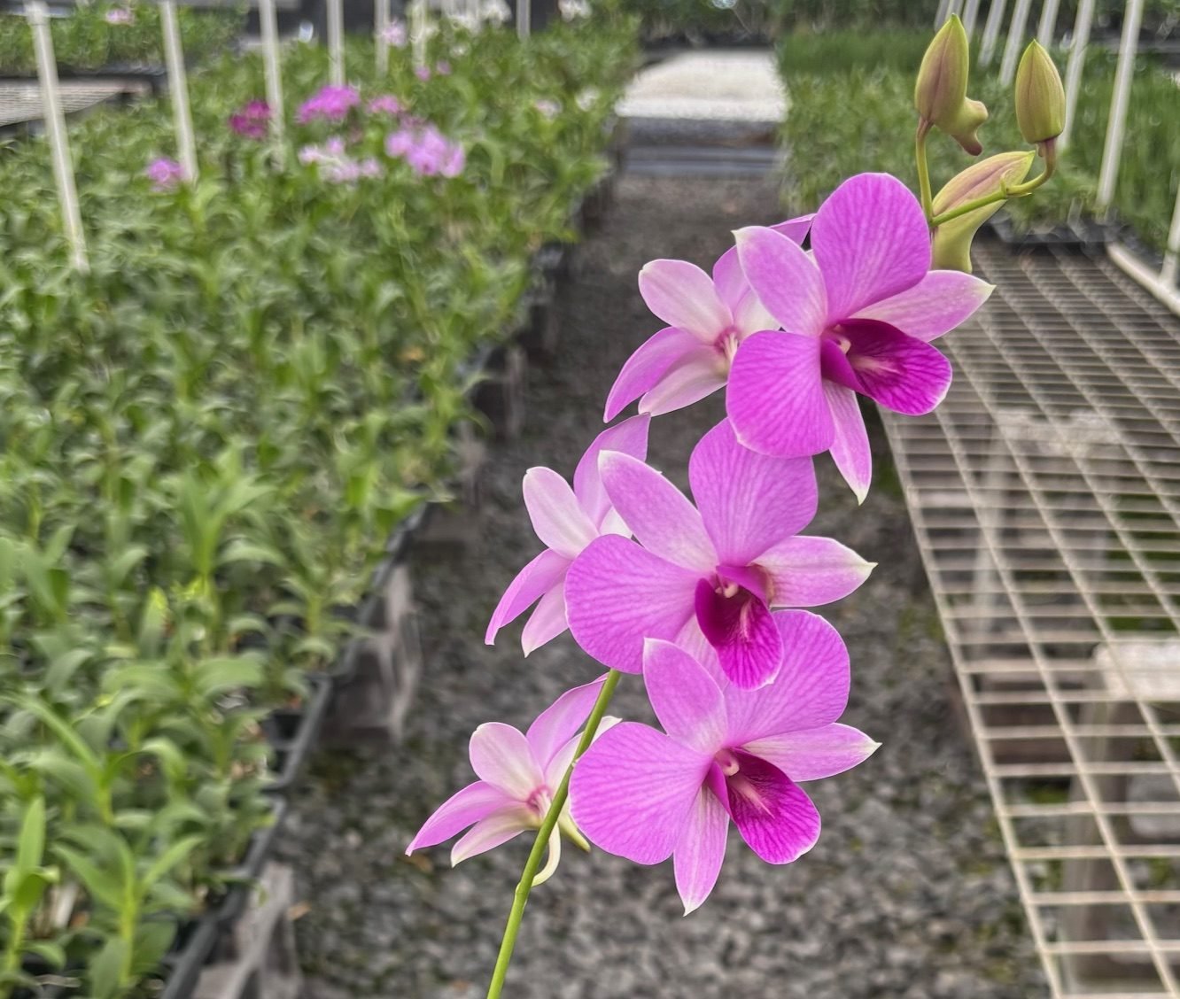 Den. Kalapana Butterflies '808 Orchids' — Den. Kalapana Butterflies '808 Orchids'