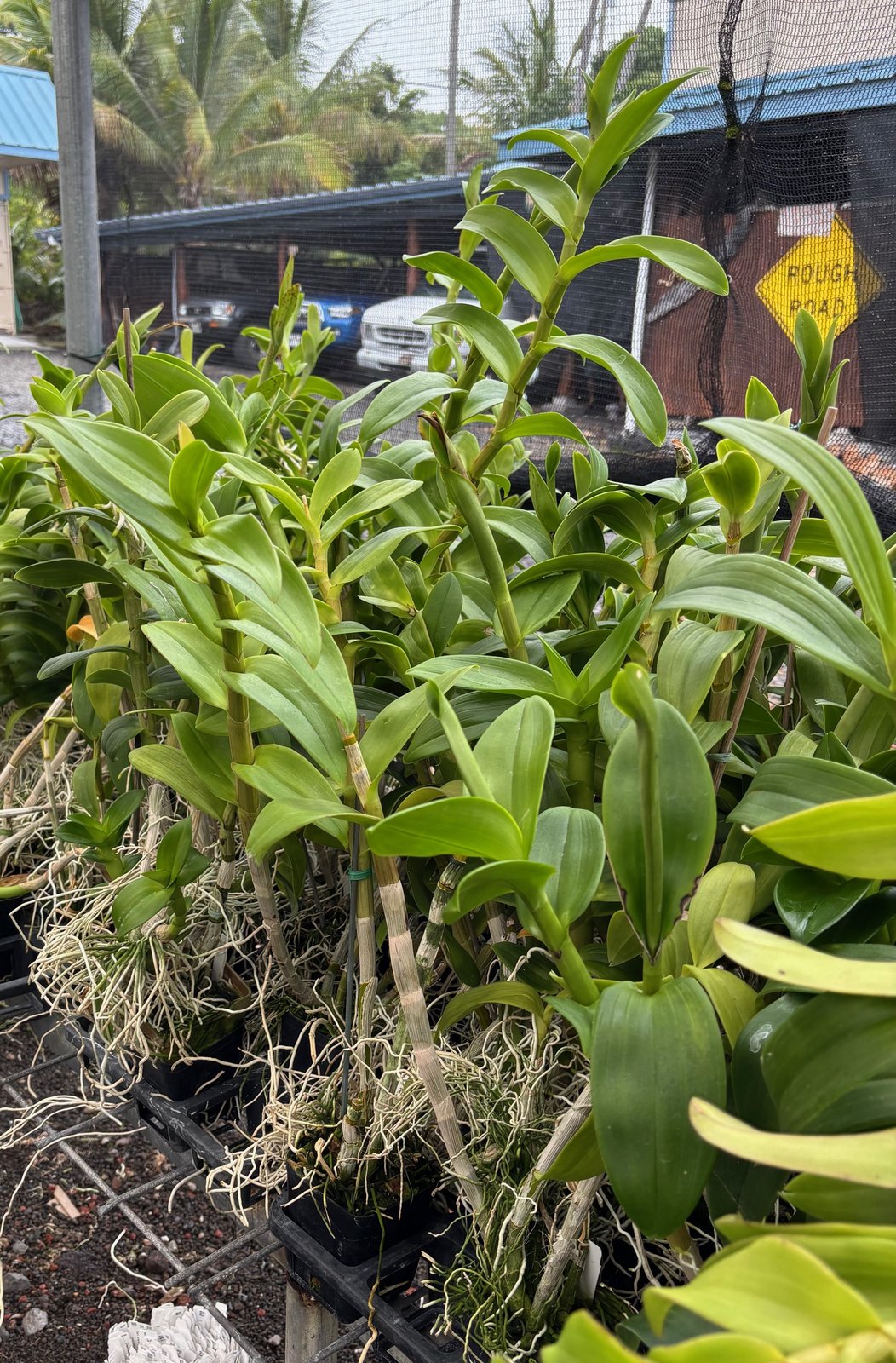 Den. Meyteo Blue Bare Root — Den. Meyteo Blue Bare Root