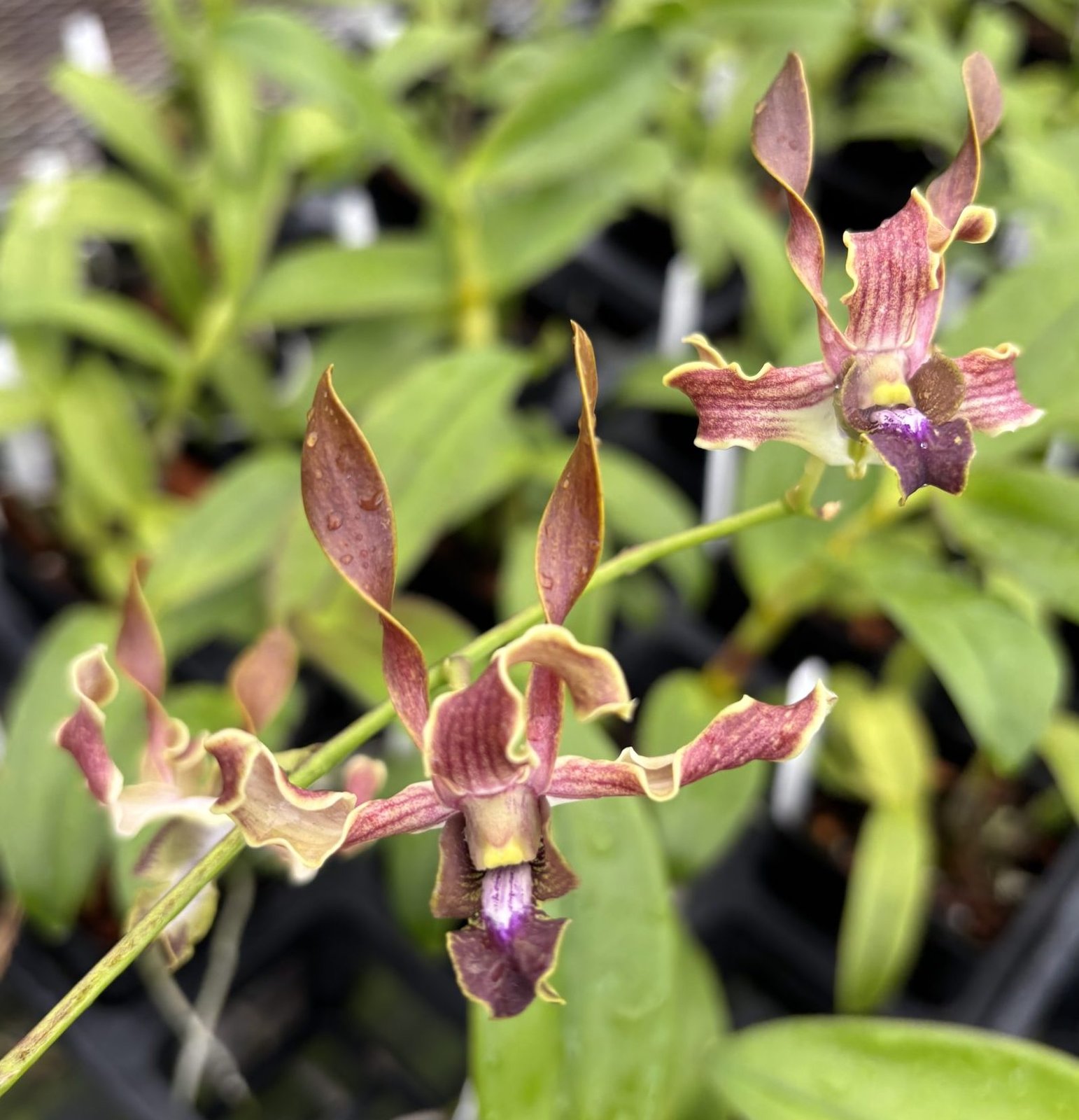 Den. Naivela 'Puna Twist' — Den. Naivela 'Puna Twist'
