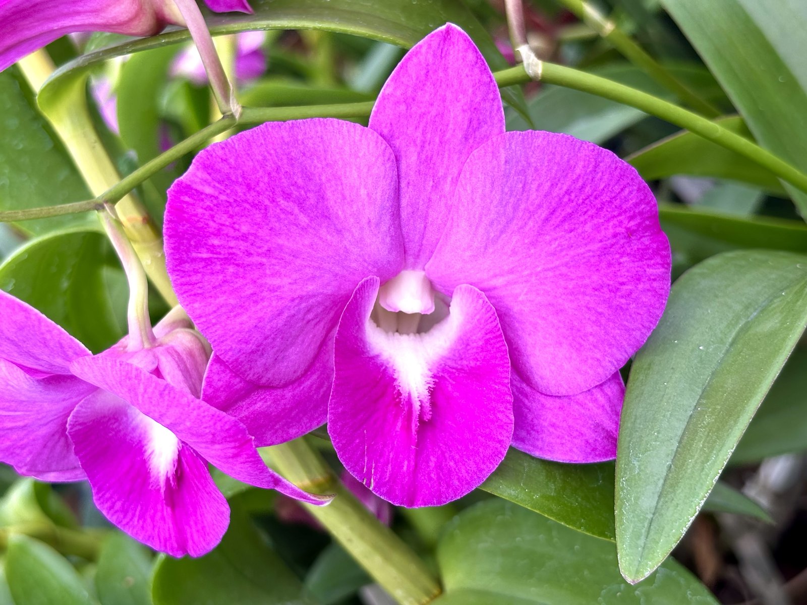 Den. Pink Sapa — Den. Pink Sapa