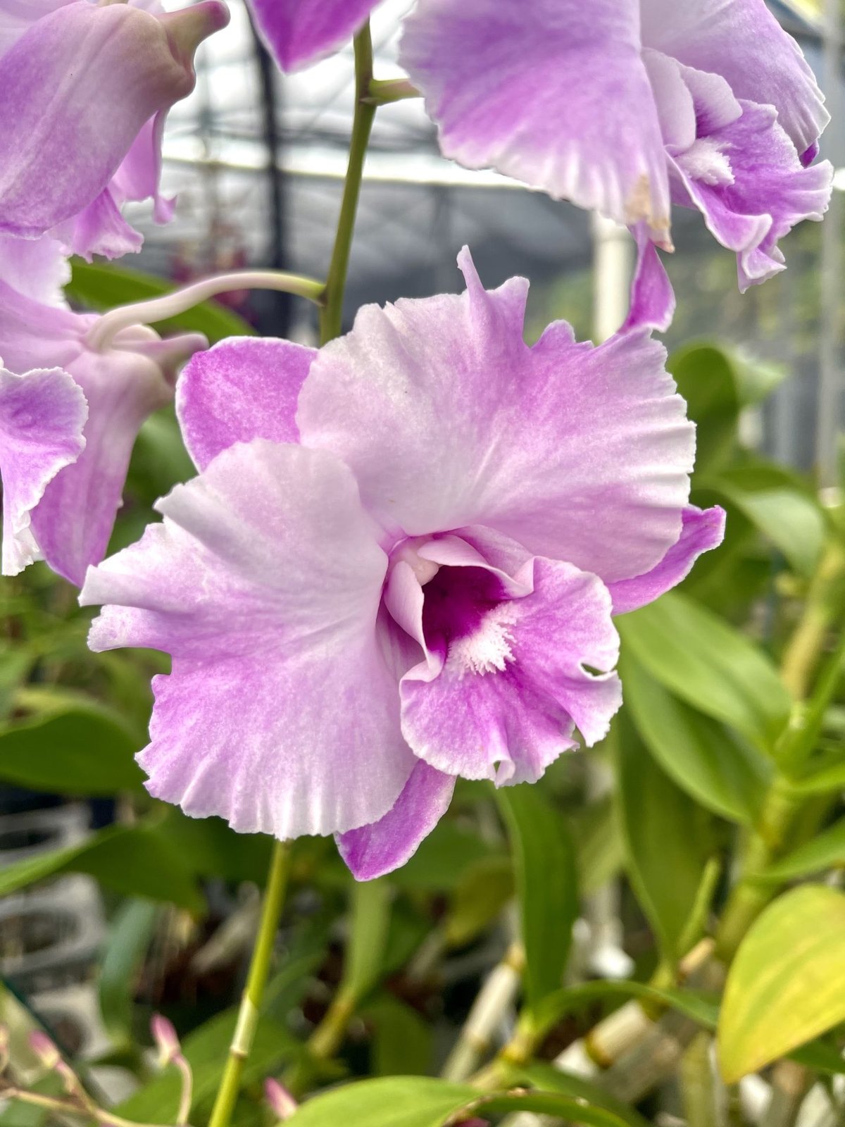 Den. Tuesday Delight '808 Orchids' — Den. Tuesday Delight '808 Orchids'
