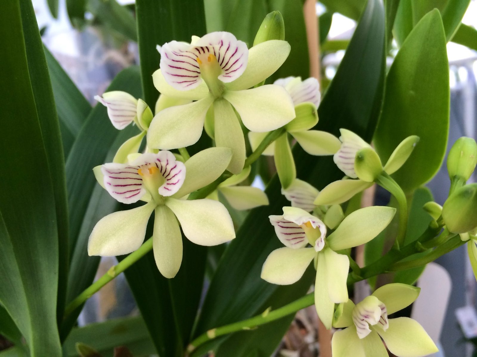E. radiata — E. radiata
