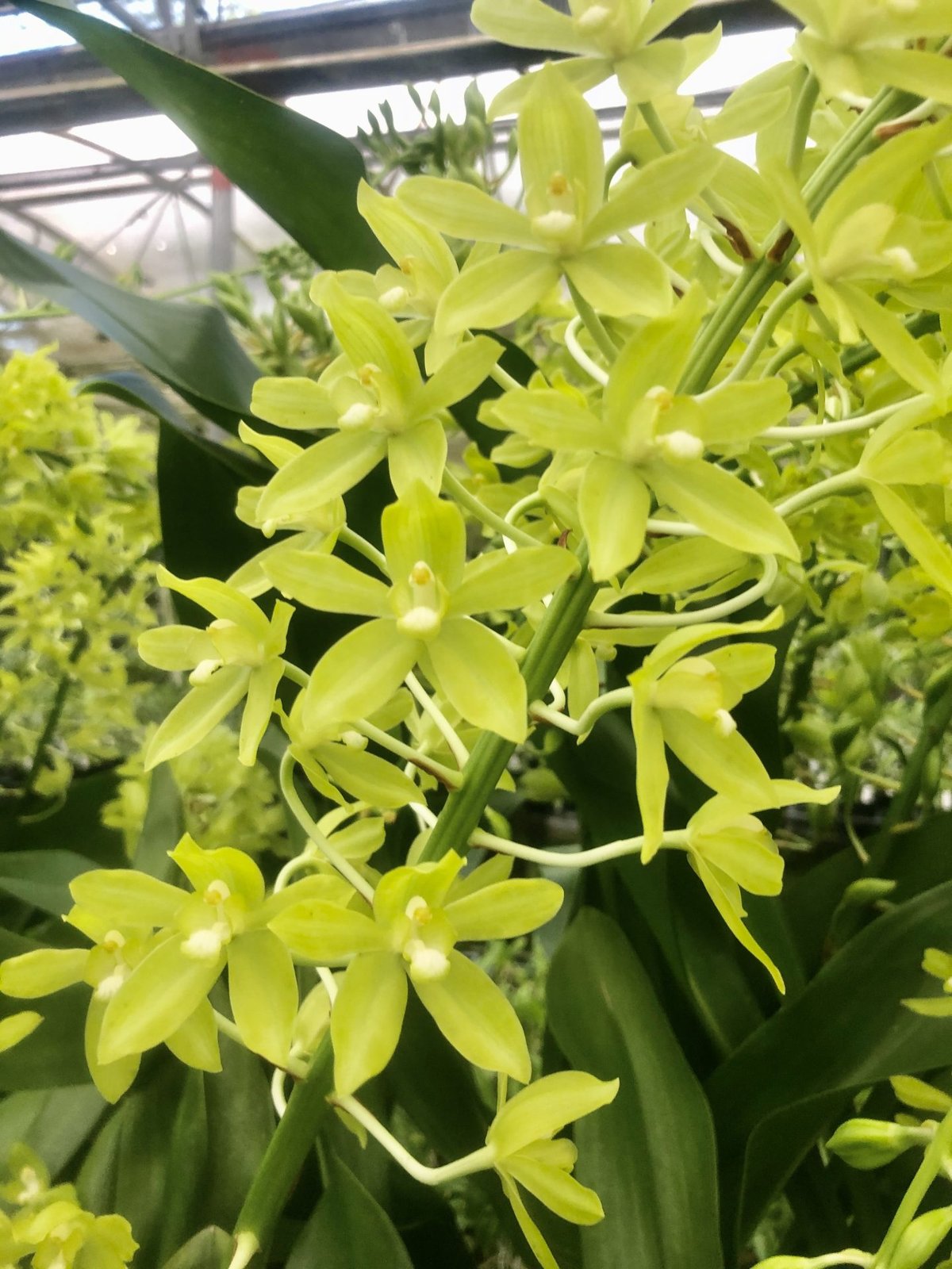 Gram. scriptum var. citrinum — Gram. scriptum var. citrinum
