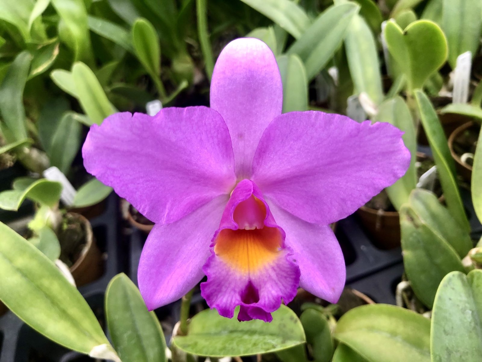 Hsinying Starlight Pink Lady — Hsinying Starlight Pink Lady