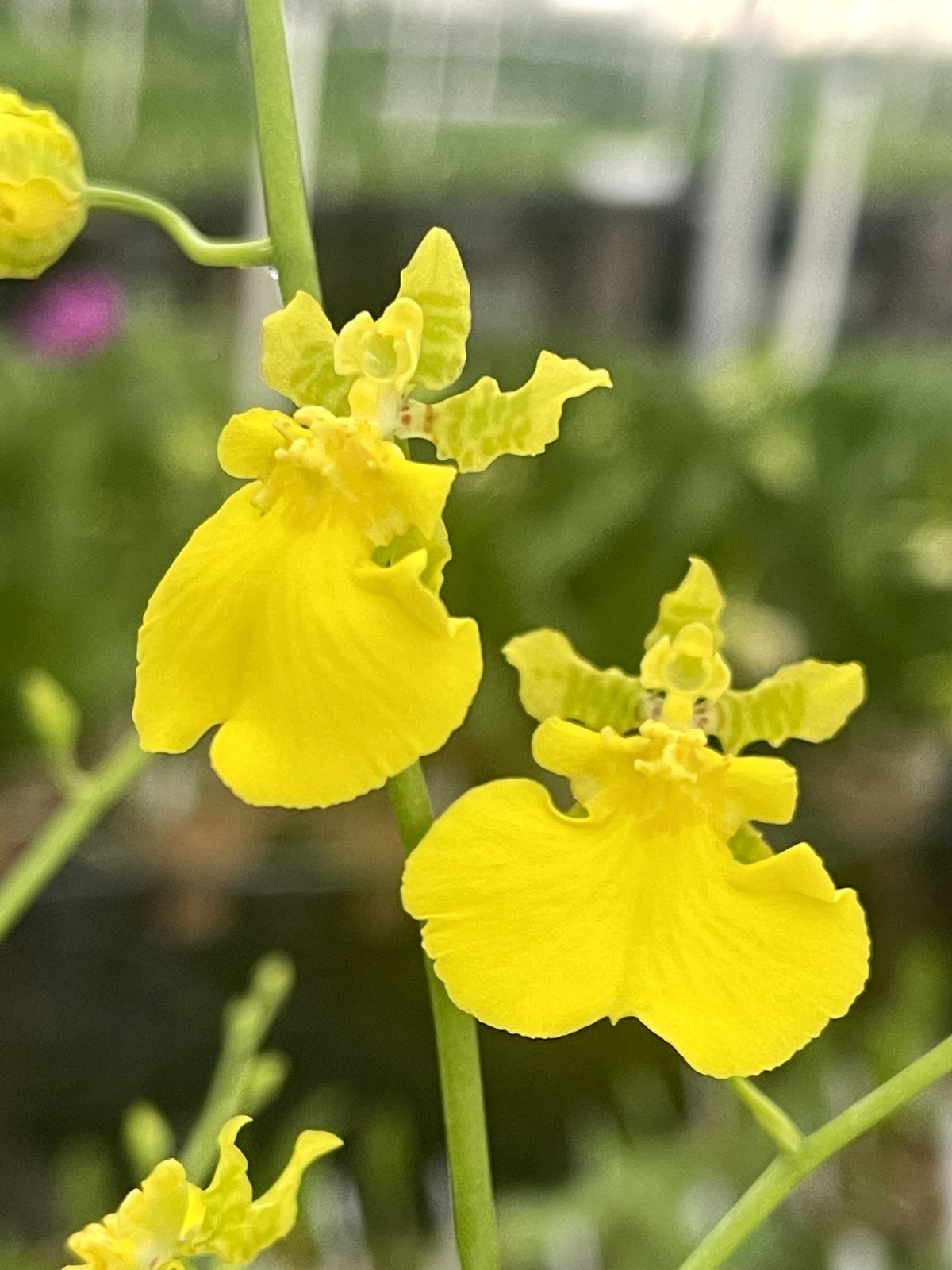Onc. Gower Ramsey 'Yellow' — Onc. Gower Ramsey 'Yellow'
