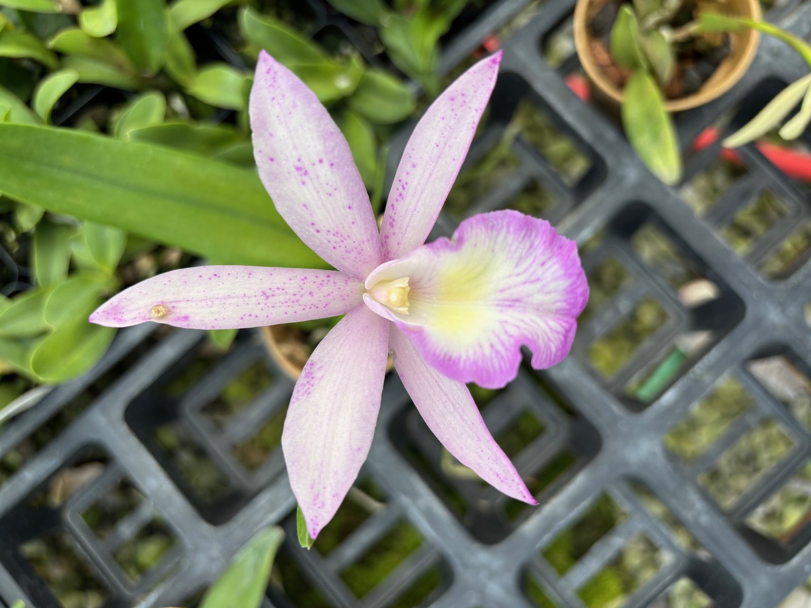 Rth. Kalapana Life — Rth. Kalapana Life