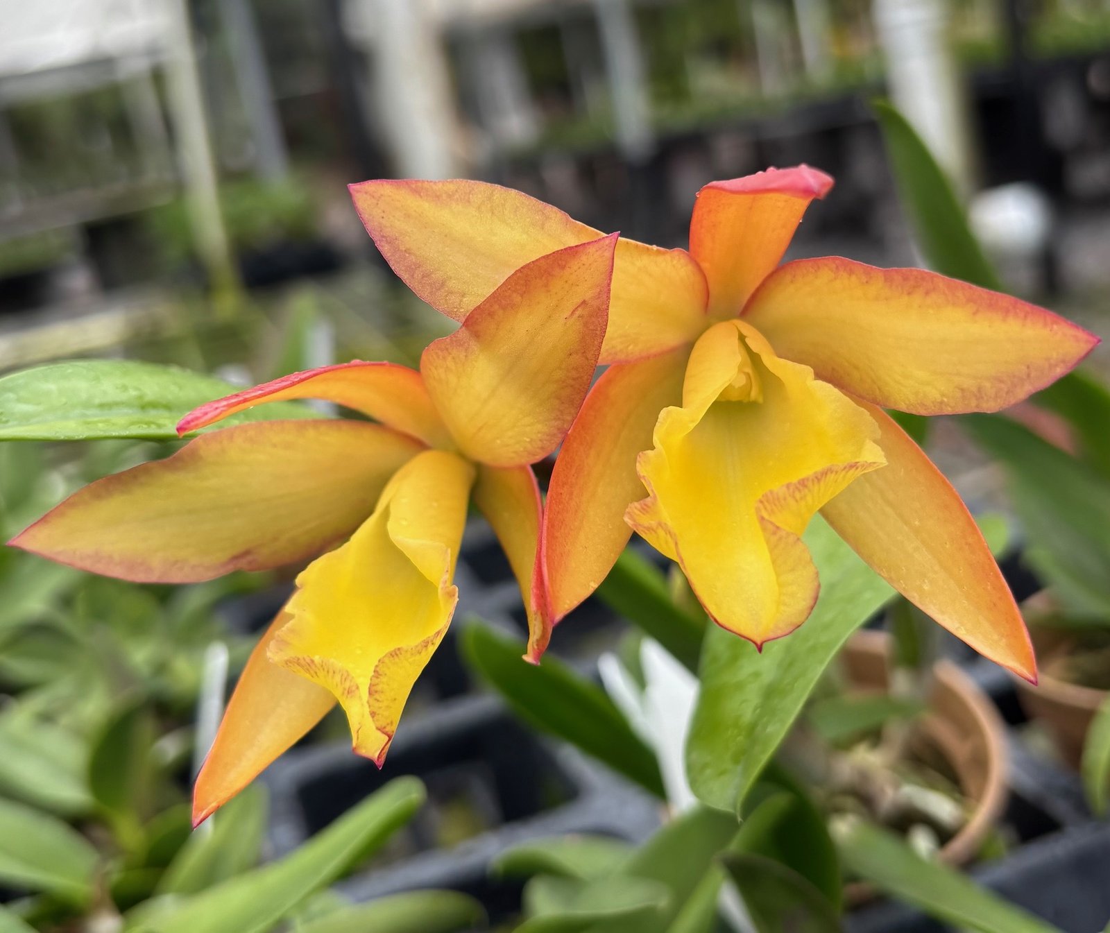 Rth. Kalapana Life Puna Sunrise — Rth. Kalapana Life Puna Sunrise